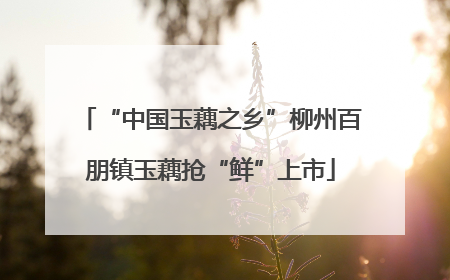 “中国玉藕之乡”柳州百朋镇玉藕抢“鲜”上市