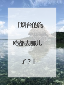 烟台的海鸥都去哪儿了？
