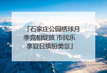 石家庄公园绣球月季竞相绽放 市民乐享夏日缤纷美景