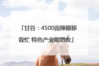 甘谷：4500亩辣椒移栽忙 特色产业助增收
