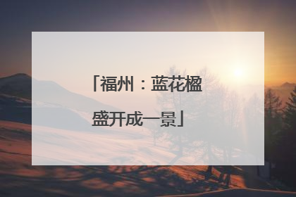 福州：蓝花楹盛开成一景