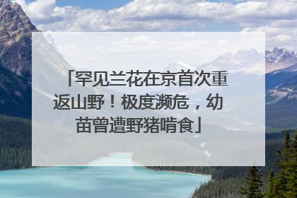 罕见兰花在京首次重返山野！极度濒危，幼苗曾遭野猪啃食