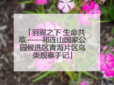 羽翼之下 生命共歌——祁连山国家公园候选区青海片区鸟类观察手记