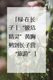 绿·在长子丨“极危精灵”黄胸鹀到长子营“旅游”