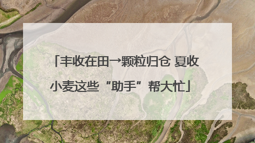 丰收在田→颗粒归仓 夏收小麦这些“助手”帮大忙