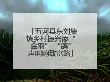 五河县东刘集镇乡村振兴添“金羽” “鸽”声叫响致富路