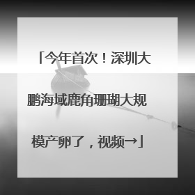今年首次！深圳大鹏海域鹿角珊瑚大规模产卵了，视频→