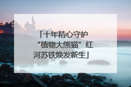 十年精心守护 “植物大熊猫”红河苏铁焕发新生