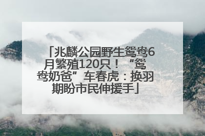 兆麟公园野生鸳鸯6月繁殖120只！“鸳鸯奶爸”车春虎：换羽期盼市民伸援手