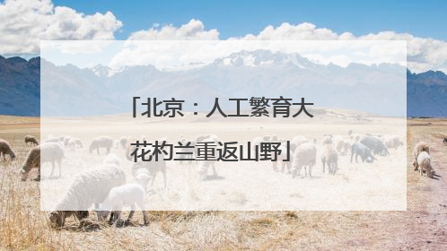 北京：人工繁育大花杓兰重返山野