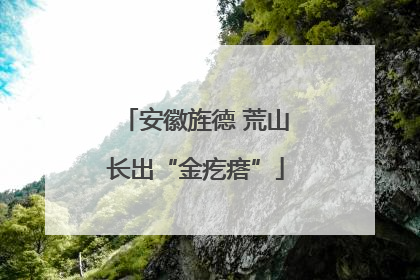 安徽旌德 荒山长出“金疙瘩”