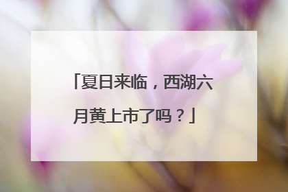 夏日来临，西湖六月黄上市了吗？