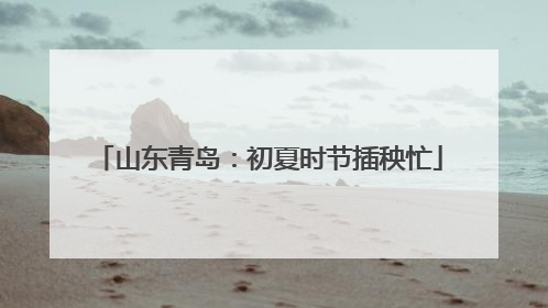 山东青岛：初夏时节插秧忙