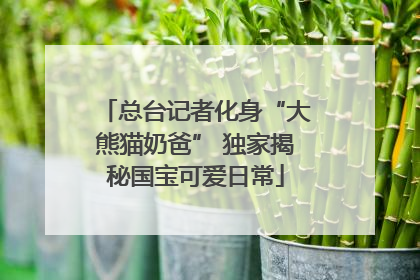 总台记者化身“大熊猫奶爸” 独家揭秘国宝可爱日常