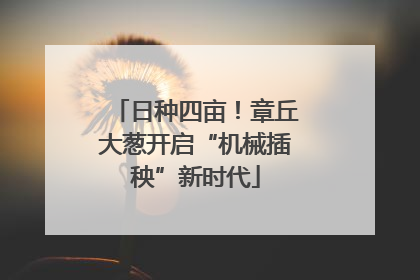 日种四亩！章丘大葱开启“机械插秧”新时代