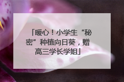 暖心！小学生“秘密”种植向日葵，赠高三学长学姐