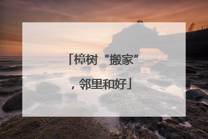 樟树“搬家”，邻里和好