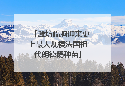 潍坊临朐迎来史上最大规模法国祖代朗德鹅种苗