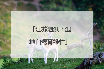 江苏泗洪：湿地白鹭育雏忙