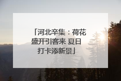河北辛集：荷花盛开引客来 夏日打卡添新景