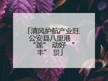 清风护航产业旺 公安县八里港 “莲” 动好 “丰” 景