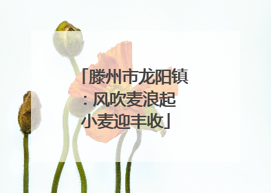 滕州市龙阳镇：风吹麦浪起 小麦迎丰收