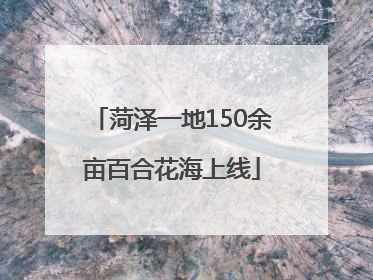 菏泽一地150余亩百合花海上线