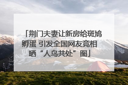 荆门夫妻让新房给斑鸠孵蛋 引发全国网友竞相晒“人鸟共处”图