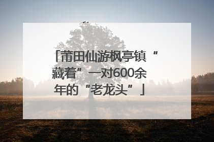 莆田仙游枫亭镇“藏着”一对600余年的“老龙头”