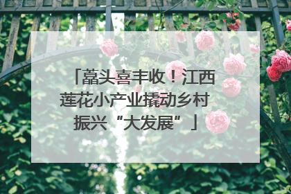 藠头喜丰收！江西莲花小产业撬动乡村振兴“大发展”