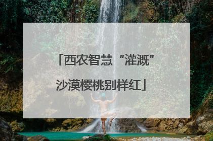 西农智慧“灌溉” 沙漠樱桃别样红