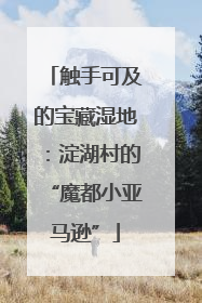 触手可及的宝藏湿地：淀湖村的“魔都小亚马逊”