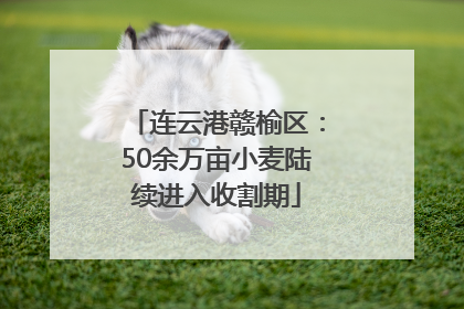 连云港赣榆区：50余万亩小麦陆续进入收割期