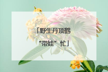 野生丹顶鹤“带娃”忙