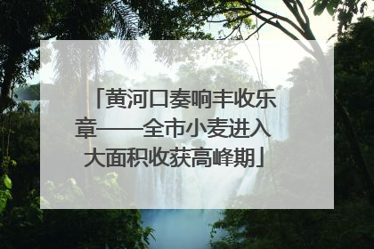 黄河口奏响丰收乐章——全市小麦进入大面积收获高峰期