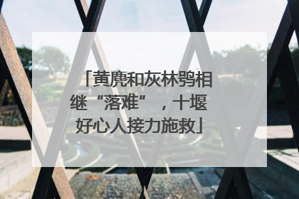 黄麂和灰林鸮相继“落难”，十堰好心人接力施救