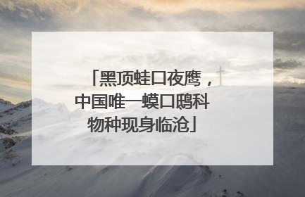 黑顶蛙口夜鹰，中国唯一蟆口鸱科物种现身临沧